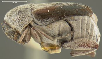 Media type: image;   Entomology 8198 Aspect: habitus lateral view